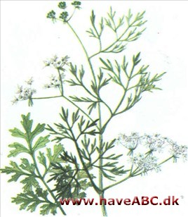 Koriander - Coriandrum sativum Koriander - Coriandrum sativum