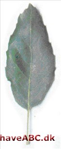 Korkeg - Quercus suber
