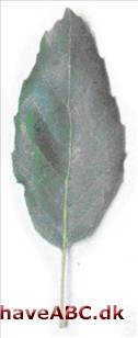 Korkeg - Quercus suber Korkeg - Quercus suber