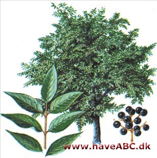 Korktræ - Phellodendron amurense