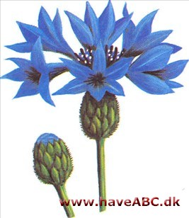 Kornblomst - Centaurea cyanus Kornblomst - Centaurea cyanus