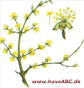 Kornel - Cornus Kornel - Cornus