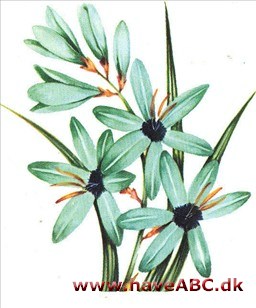 Kornlilje - Ixia Kornlilje - Ixia