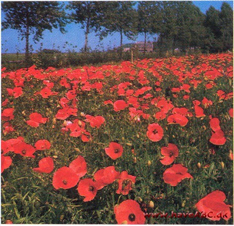 Kornvalmue - Papaver rhoeas † Kornvalmue - Papaver rhoeas †