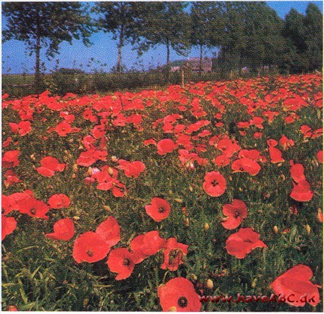 Kornvalmue - Papaver rhoeas †