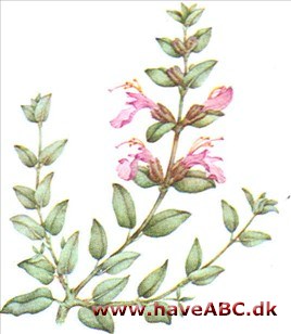 Kortlæbe - Teucrium Kortlæbe - Teucrium