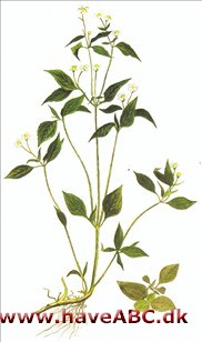 Kortstråle - Galinsoga parviflora