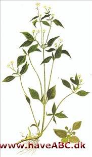 Kortstråle - Galinsoga parviflora Kortstråle - Galinsoga parviflora