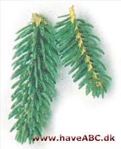 Koyamas gran - Picea koyamai