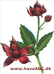 Kragefod - Potentilla palustris Kragefod - Potentilla palustris