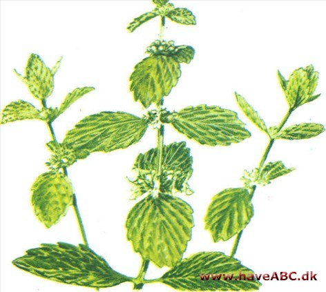 Kransburre - Marrubium vulgare Kransburre - Marrubium vulgare