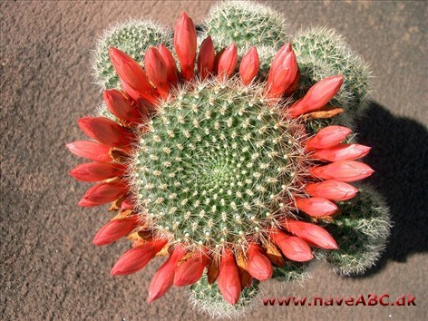 Kranskaktus - Rebutia Kranskaktus - Rebutia