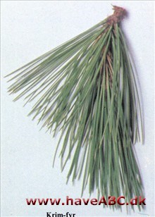 Krim-fyr - Pinus nigra var. caramanica Krim-fyr - Pinus nigra var. caramanica