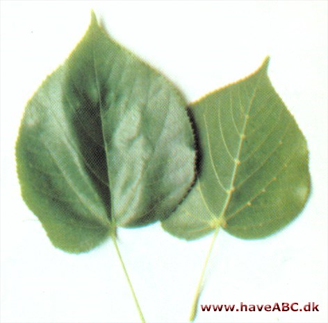 Krimlind - Tilia x euchlora Krimlind - Tilia x euchlora