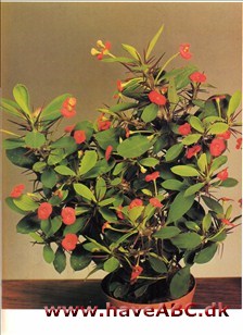 Kristi tornekrone - Euphorbia milii †