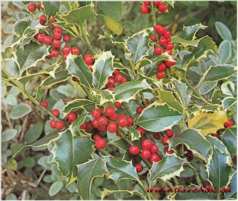 Kristtorn - Ilex aquifolium †