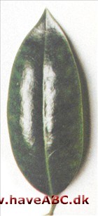 Kristtorn - Ilex x altaclarensis Kristtorn - Ilex x altaclarensis