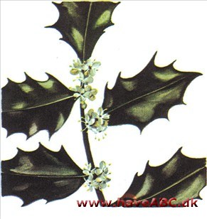 Kristtorn - Ilex Kristtorn - Ilex