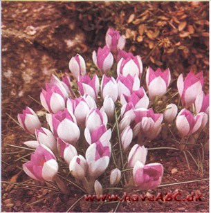 Krokus - Crocus vernus syn. neapolitanus Krokus - Crocus vernus syn. neapolitanus