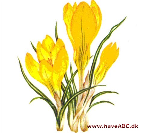 Krokus - Crocus Krokus - Crocus