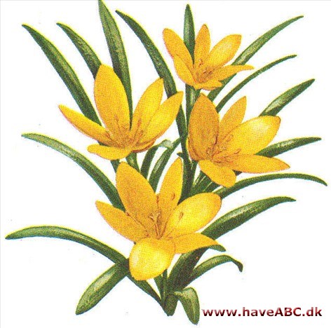 Krokuslilje - Sternbergia lutea Krokuslilje - Sternbergia lutea