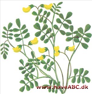 Kronvikke / Perlebælg - Coronilla emerus Kronvikke / Perlebælg - Coronilla emerus