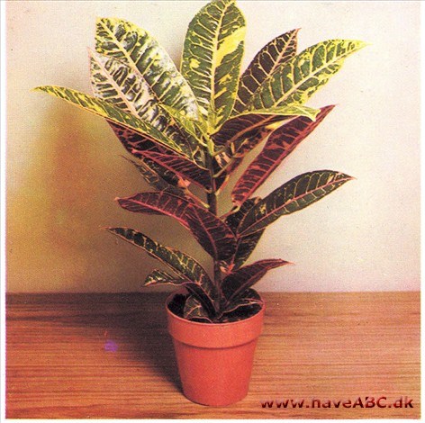 Kroton - Codiaeum variegatum 2 Kroton - Codiaeum variegatum 2
