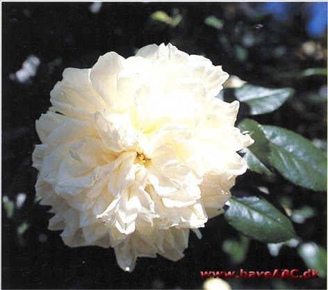 Kryberose - Rosa wichuraiana Kryberose - Rosa wichuraiana