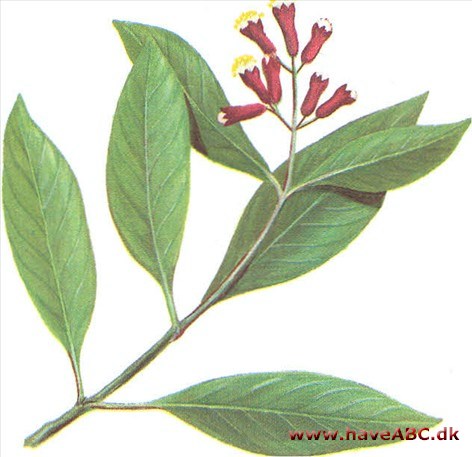 Krydder­nelliketræ, australsk - Eugenia paniculata