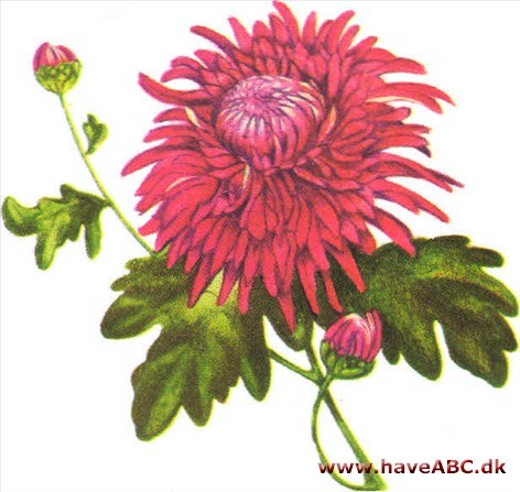 Krysantemum - Chrysanthemum indicum Krysantemum - Chrysanthemum indicum