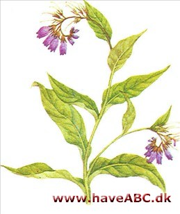 Kulsukker - Symphytum Kulsukker - Symphytum