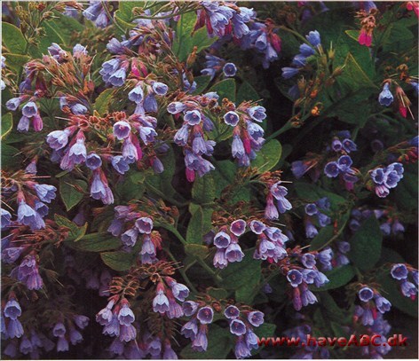 Kulsukker – Symphytum † Kulsukker – Symphytum †