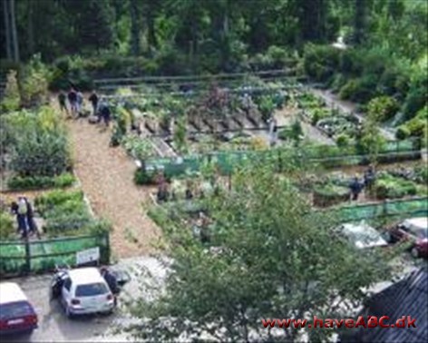 Kurt's Planteskole og Havecenter Besøg vores flotte havecenter. Vi tilbyder alle slags planter til haven - Træer, buske, stauder og sommerblomster.