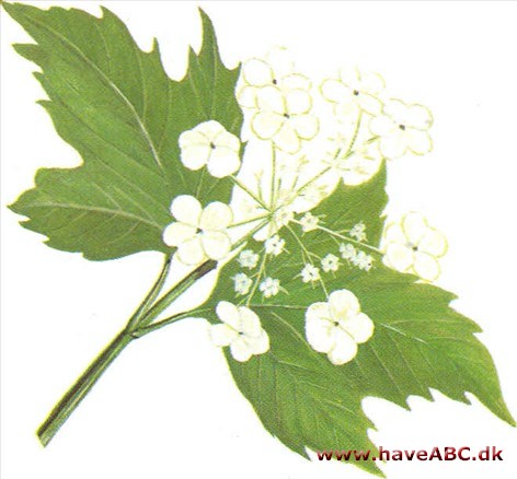 Kvalkved / ultsrøn - Viburnum opulus Kvalkved / ultsrøn - Viburnum opulus