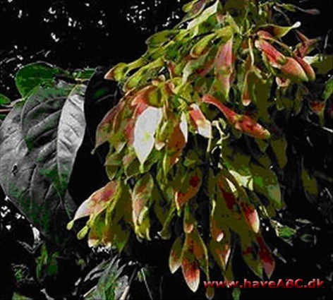 Kvassia-familien har ca. 22 slægter og 170 arter, der er udbredt overalt i troperne og subtroperne. Det er træer eller buske, ofte med bitterstoffer i bark, ved og frø. Bruges til kvassiadram. 