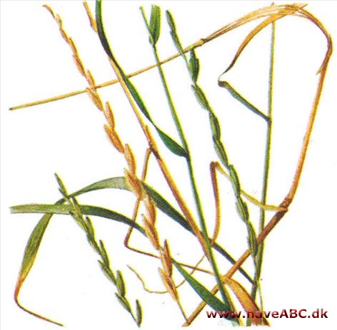 Kvikgræs - Agropyron Kvikgræs - Agropyron