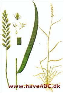 Kvikgræs - Senegræs - Agropyron repens Kvikgræs - Senegræs - Agropyron repens