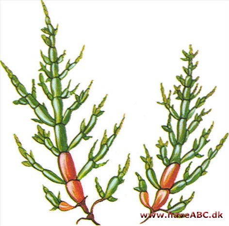 Kvæller - Salicornia europaea