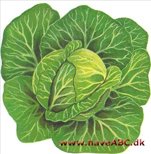 Kål - Brassica oleracea Kål - Brassica oleracea
