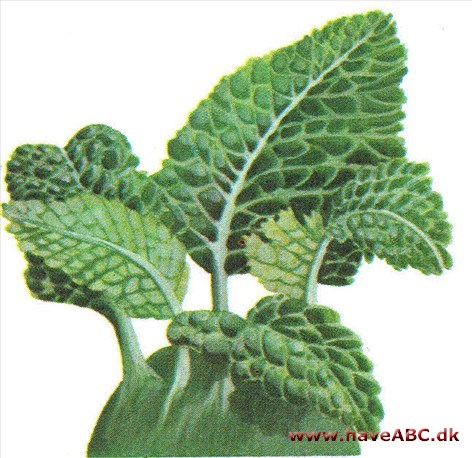 Kålrabi - Brassica oleracea
