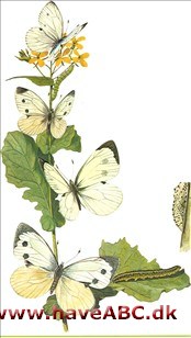 Kålsommerfugle - Pieris Kålsommerfugle - Pieris