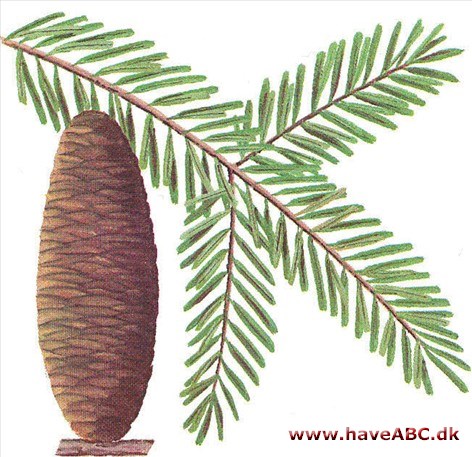 Kæmpegran - Abies grandis Kæmpegran - Abies grandis