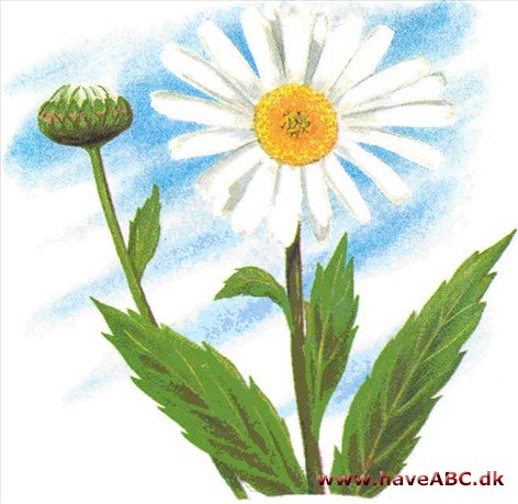 Kæmpemargerit - Chrysanthemum maximum Kæmpemargerit - Chrysanthemum maximum