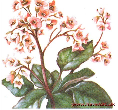 Kæmpe­stenbræk - Bergenia