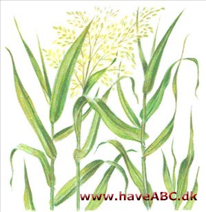 Kæmperør - Arundo donax Kæmperør - Arundo donax