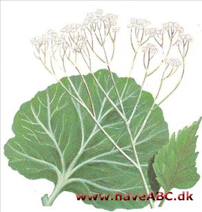 Kæmpeslør - Crambe cordifolia