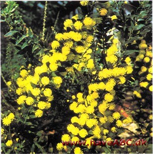 Kængurutorn - Myrteakacie - Acacia armata