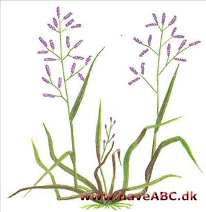 Kærlighedsgræs - Eragrostis poaeoides Kærlighedsgræs - Eragrostis poaeoides