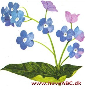 Kærmindesøster - Brunnera macrophylla Kærmindesøster - Brunnera macrophylla
