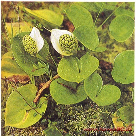 Kærmysse - Calla palustris †